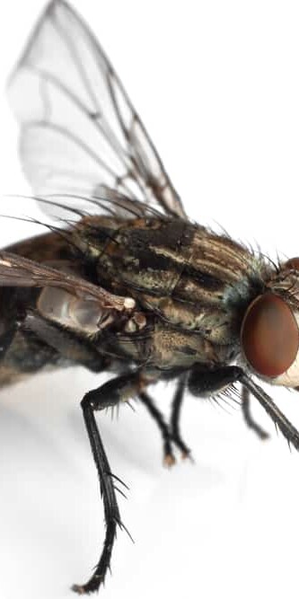 Tiny, plentiful, and annoying, black flies can be quite a nuisance.
