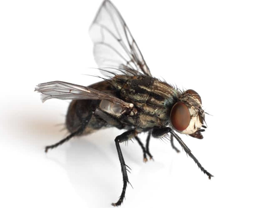 Tiny, plentiful, and annoying, black flies can be quite a nuisance.