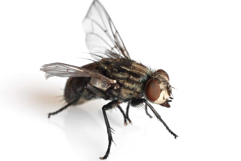 How to Get Rid of Blow Flies Infestation in Your House