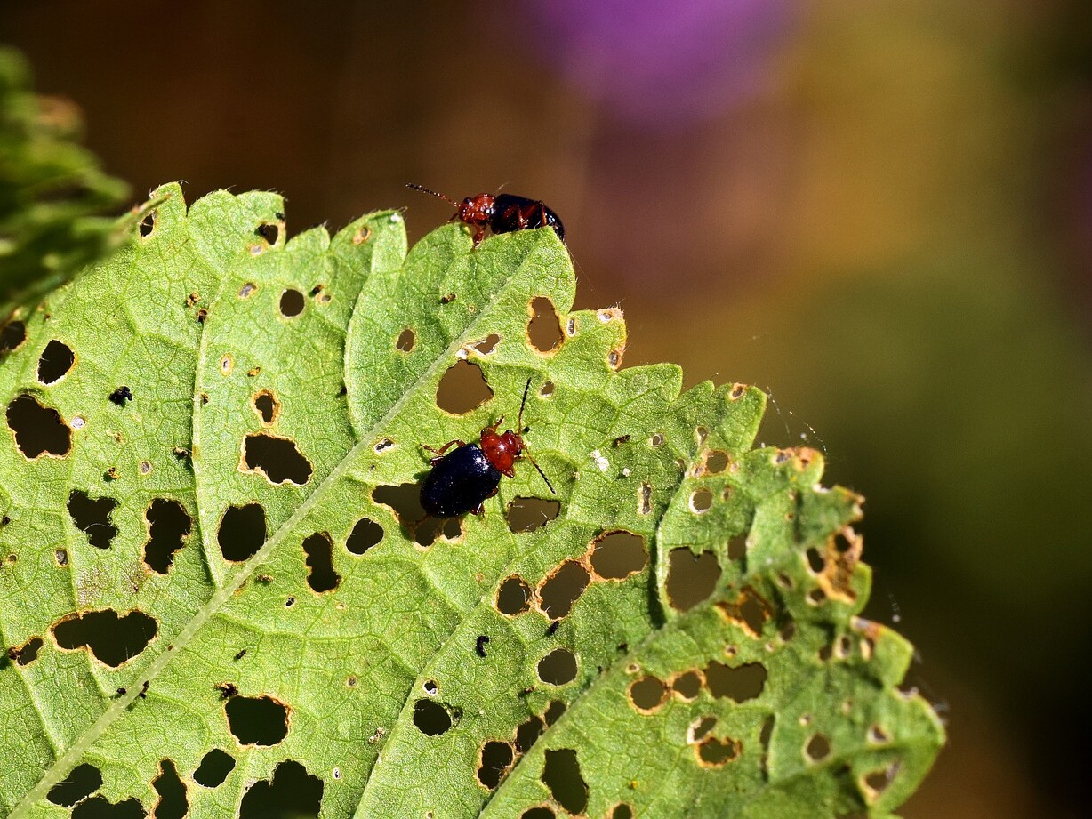 can be found on land, in water, and in just about any climate