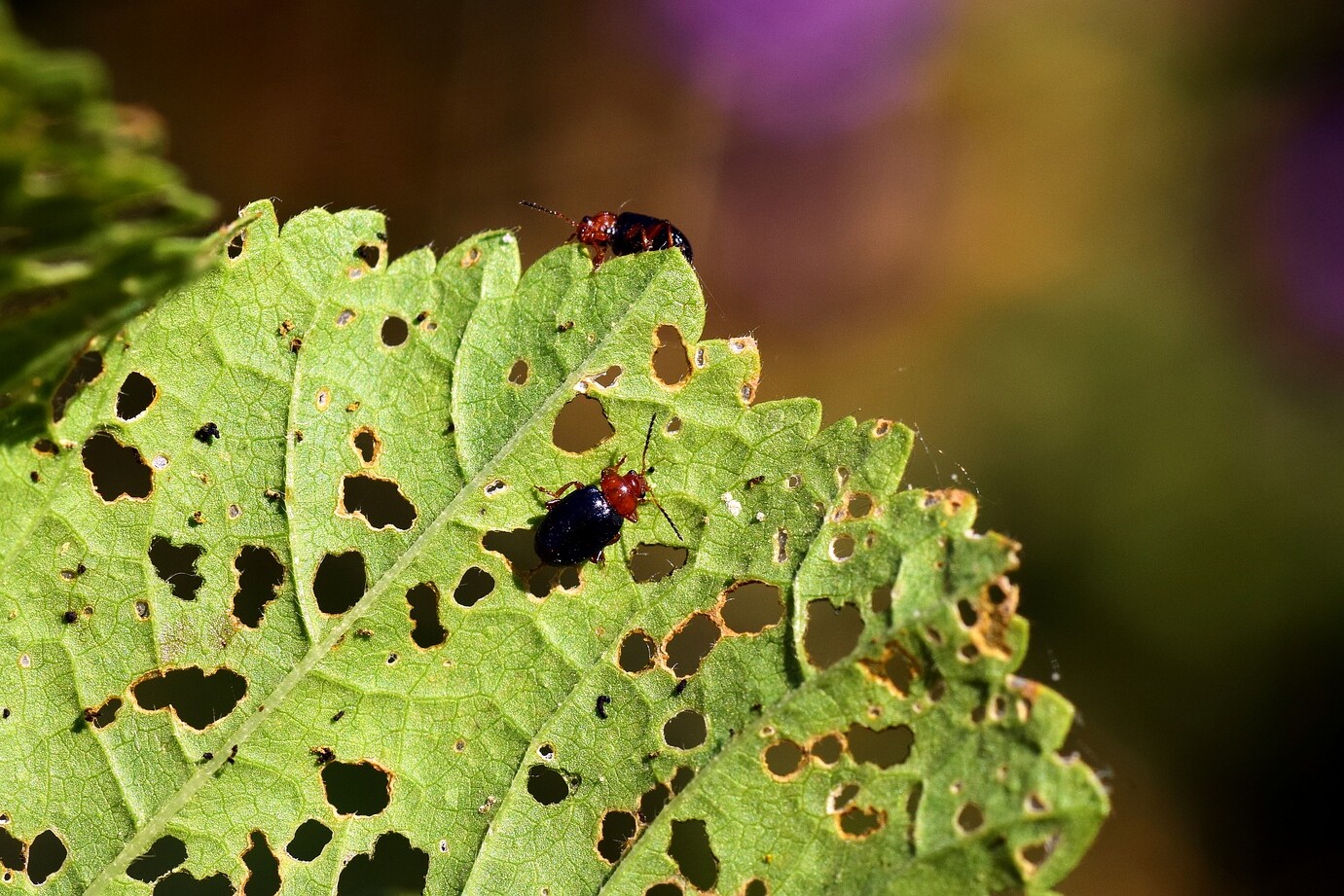 can be found on land, in water, and in just about any climate