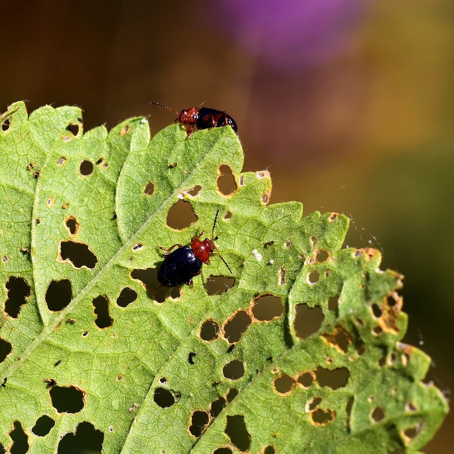 can be found on land, in water, and in just about any climate