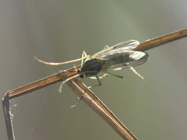 why are gnats so annoying this year