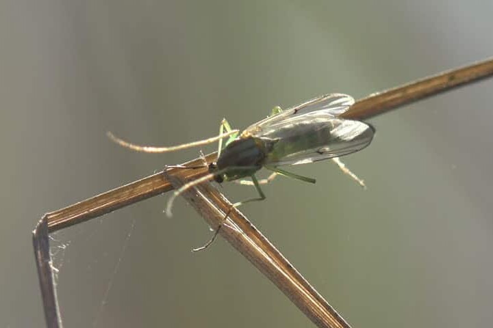 why are gnats so annoying this year