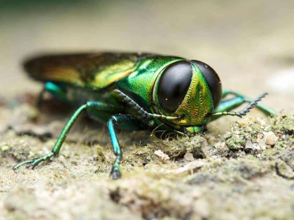 emerald ash borer is an invasive insect