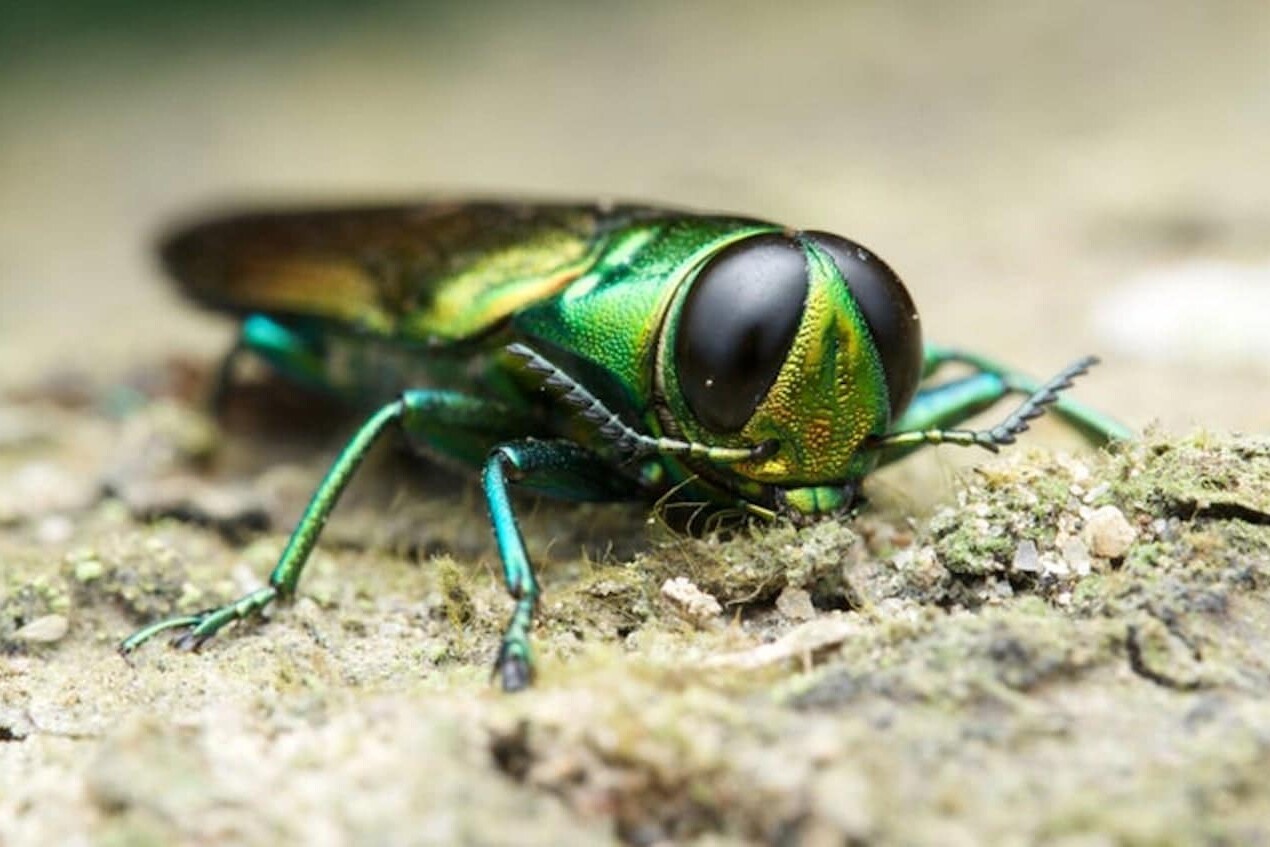 emerald ash borer is an invasive insect