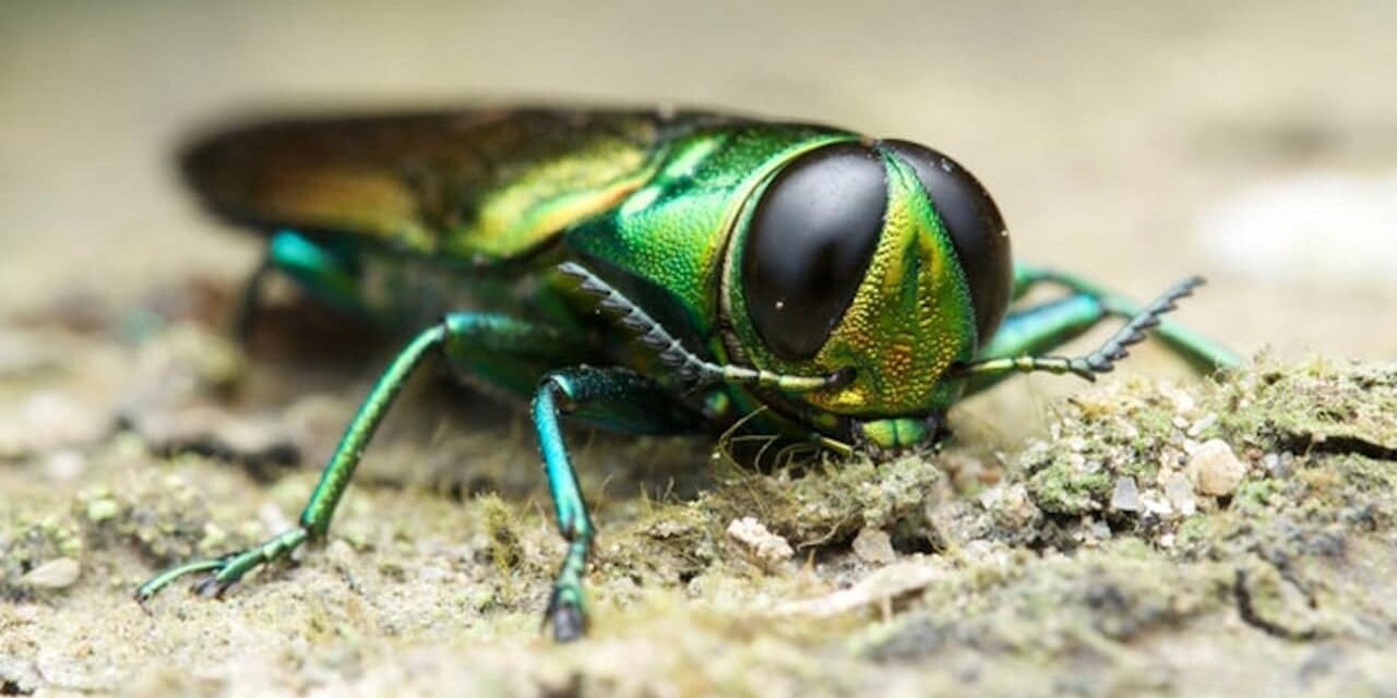emerald ash borer is an invasive insect