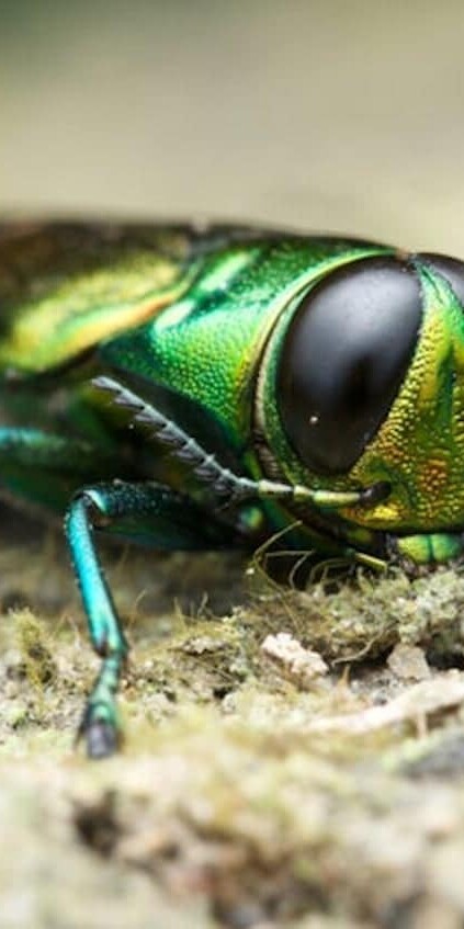 emerald ash borer is an invasive insect