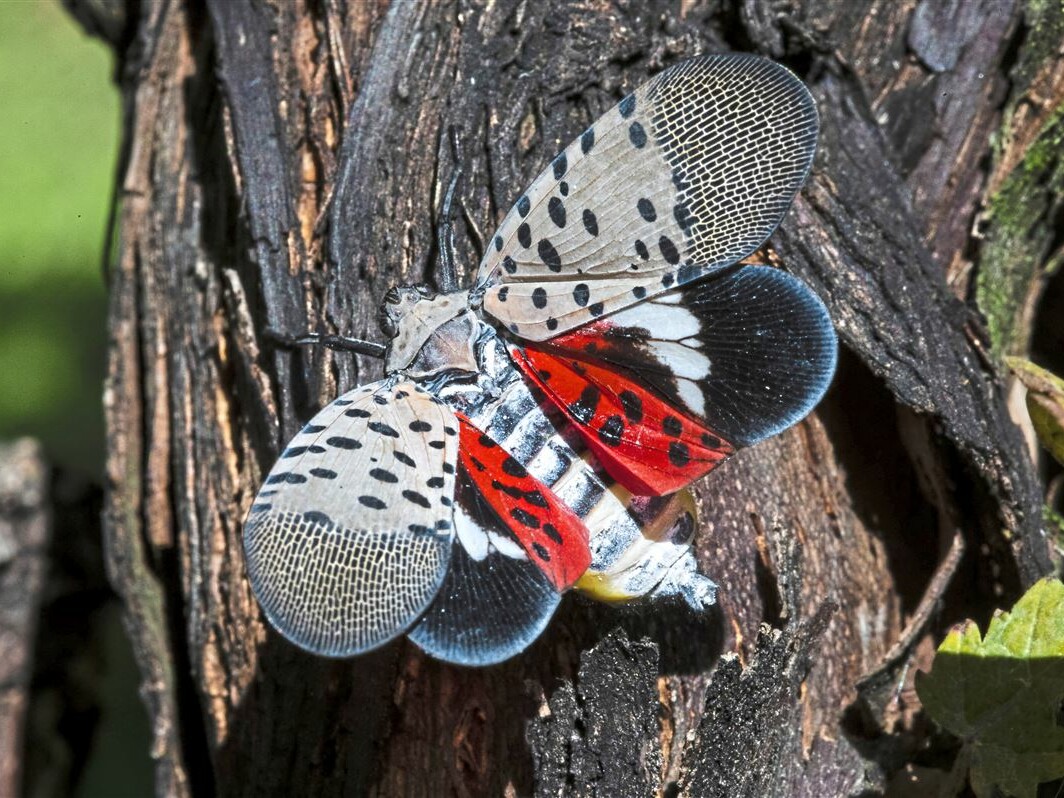 spotted lanternfly should still be a main concern especially in Pennsylvania.