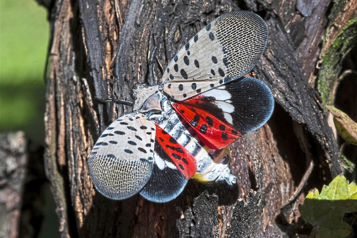 spotted lanternfly should still be a main concern especially in Pennsylvania.