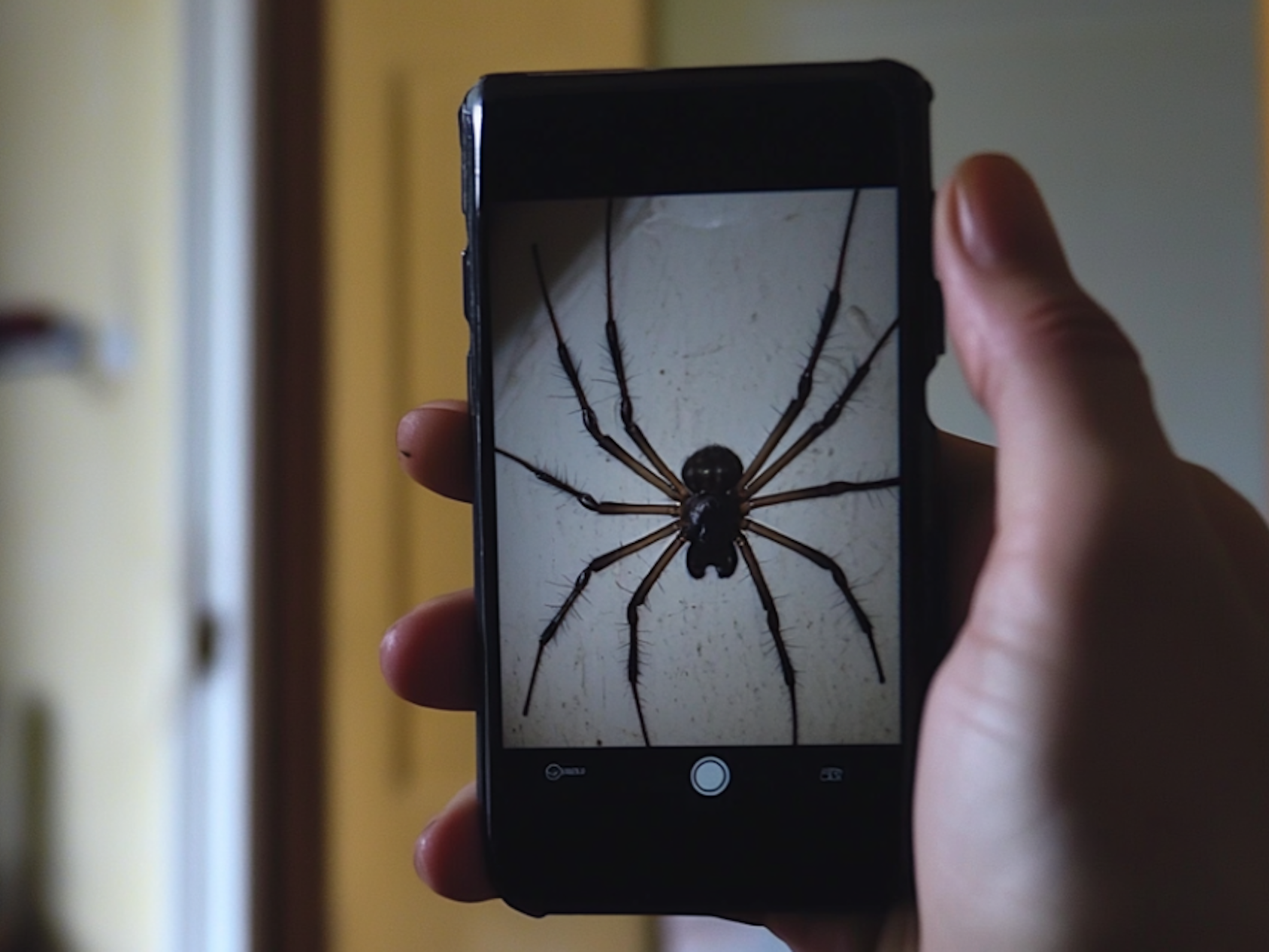 Can You Use the Google Lens to Identify Unknown Bugs?
