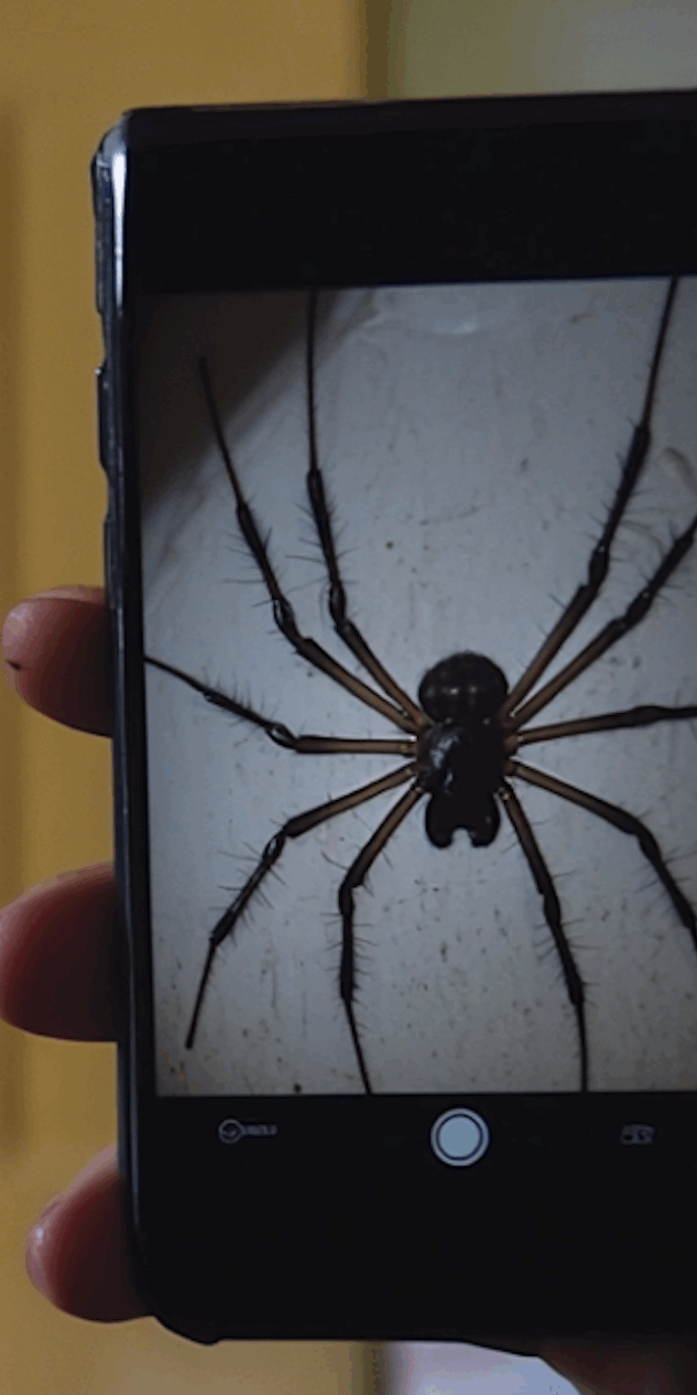 Can You Use the Google Lens to Identify Unknown Bugs?