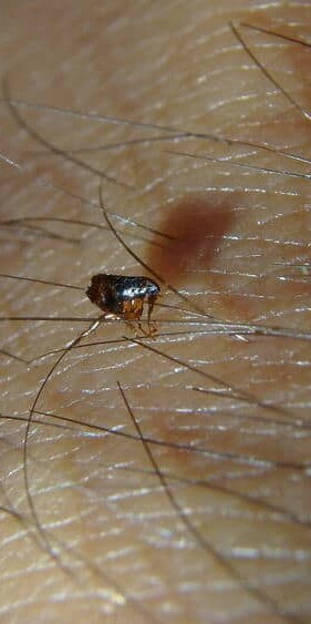 Fleas are tiny, wingless insects that live off the blood of a host