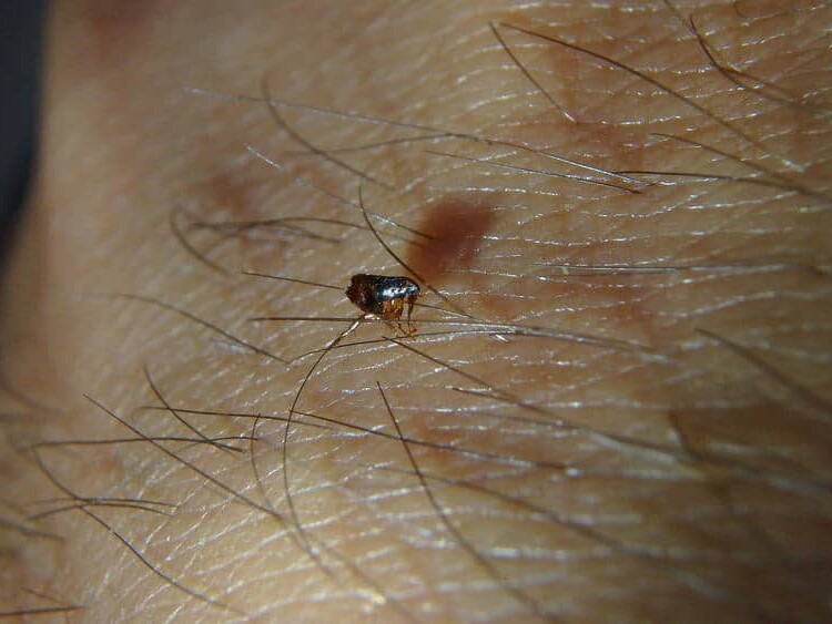 Fleas are tiny, wingless insects that live off the blood of a host