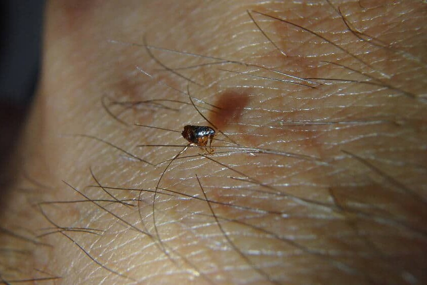 Fleas are tiny, wingless insects that live off the blood of a host