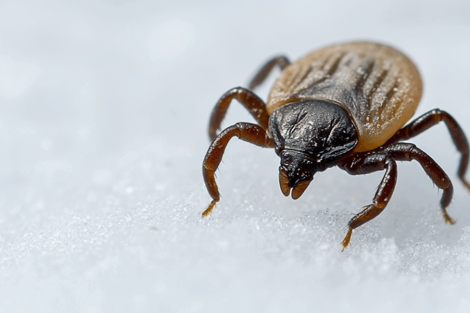 Do Ticks Go Away in Winter? What Happens to Them?