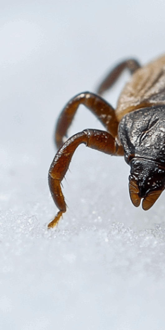 Do Ticks Go Away in Winter? What Happens to Them?