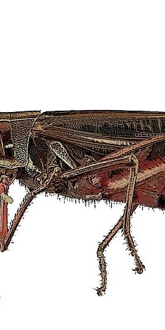 Crickets are small insects identified by their distinctive chirping