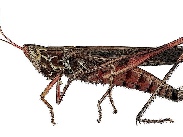 Crickets are small insects identified by their distinctive chirping