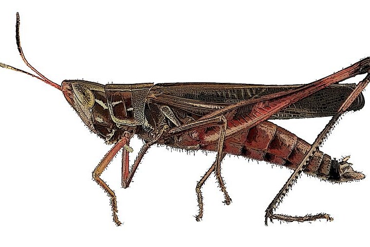 Crickets are small insects identified by their distinctive chirping