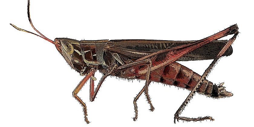 Crickets are small insects identified by their distinctive chirping