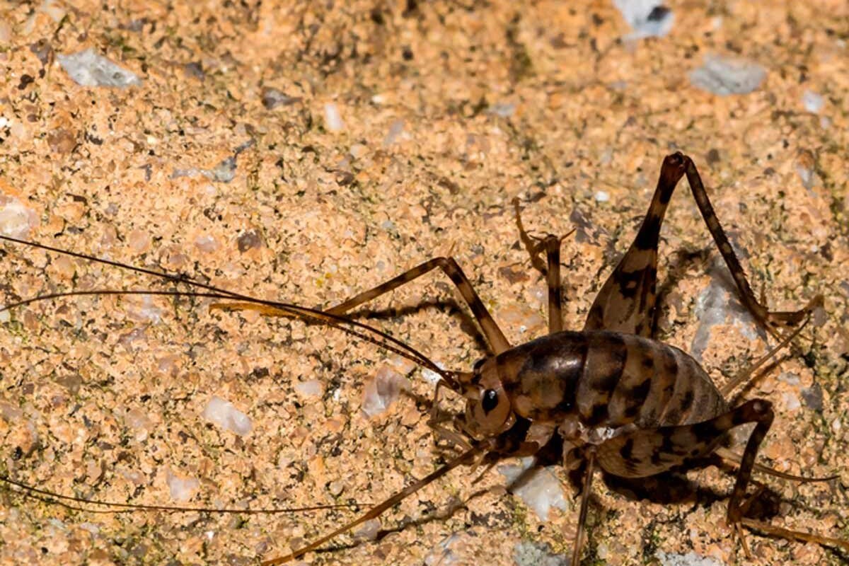 While crickets of any kind aren’t particularly harmful, they can do a bit of damage to your home