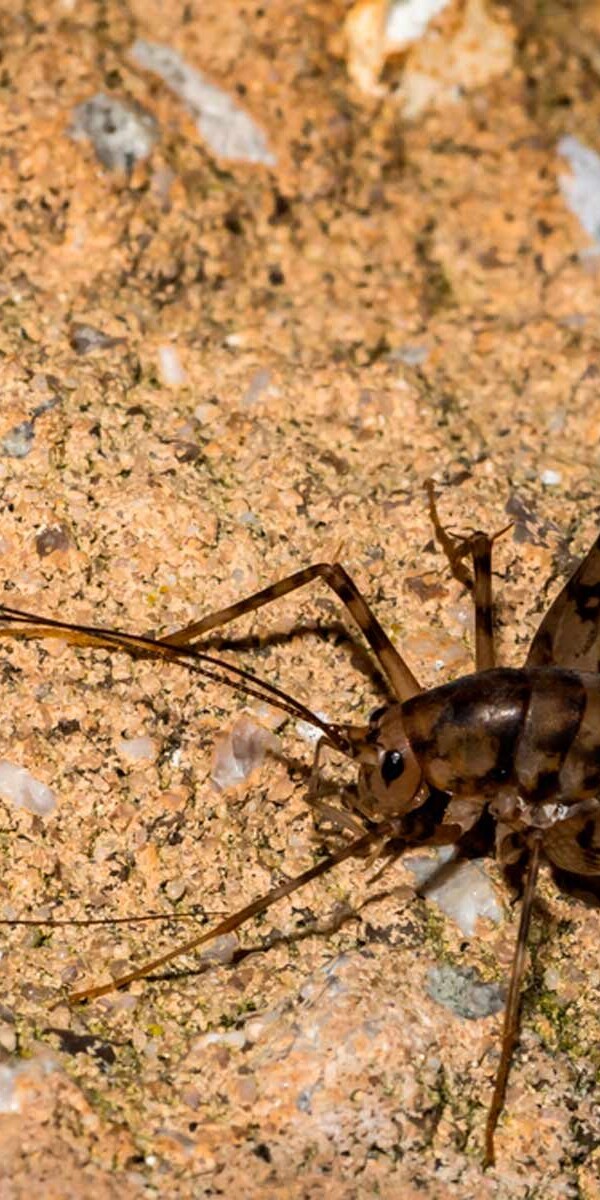 While crickets of any kind aren’t particularly harmful, they can do a bit of damage to your home