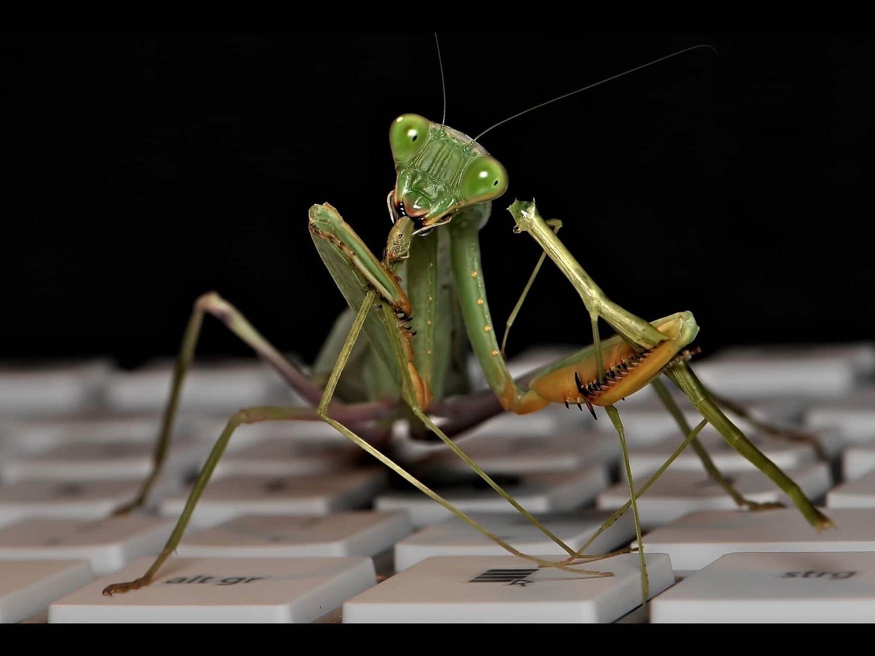 Good Bugs vs Bad Bugs. What’s the Difference?