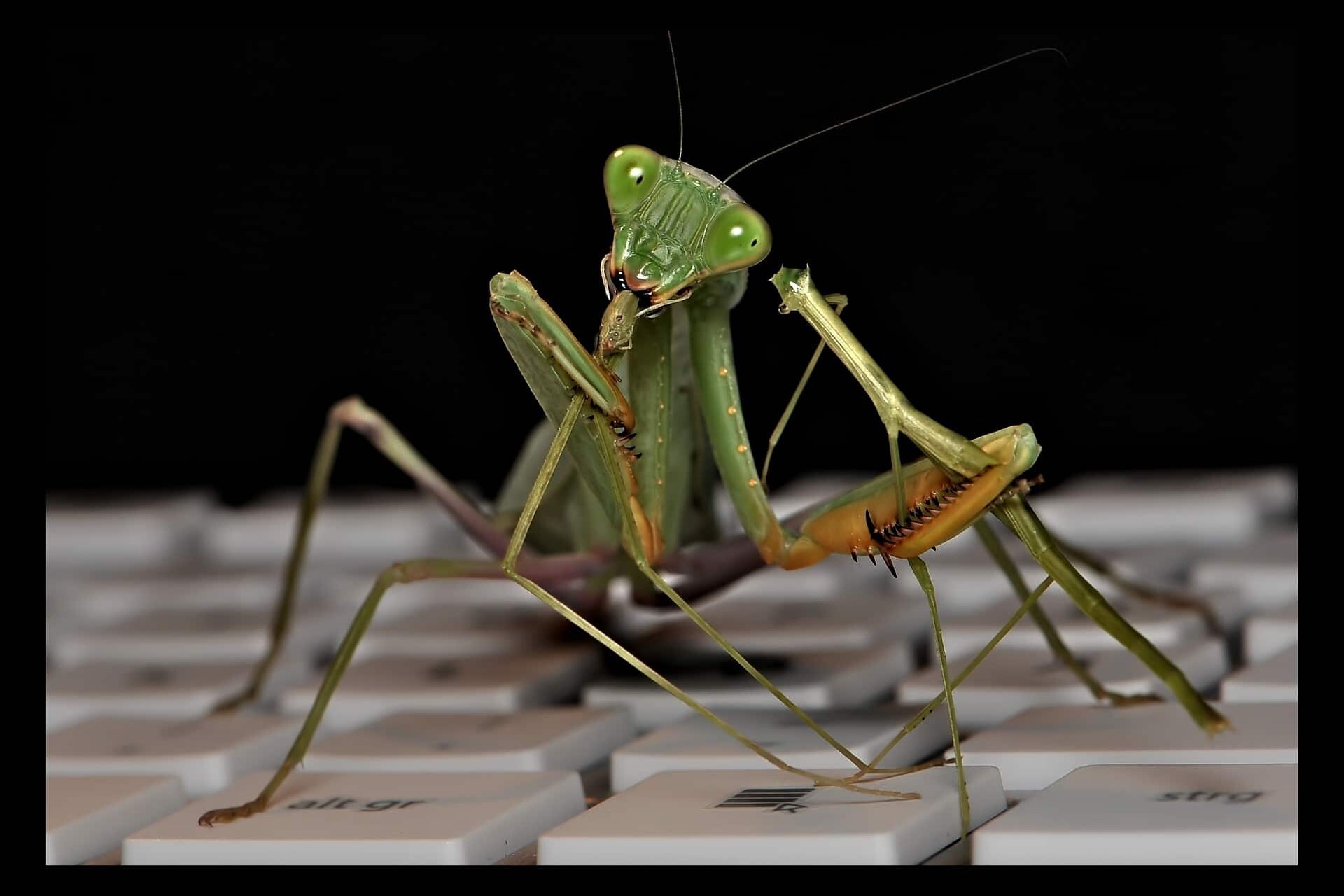 Good Bugs vs Bad Bugs. What’s the Difference?