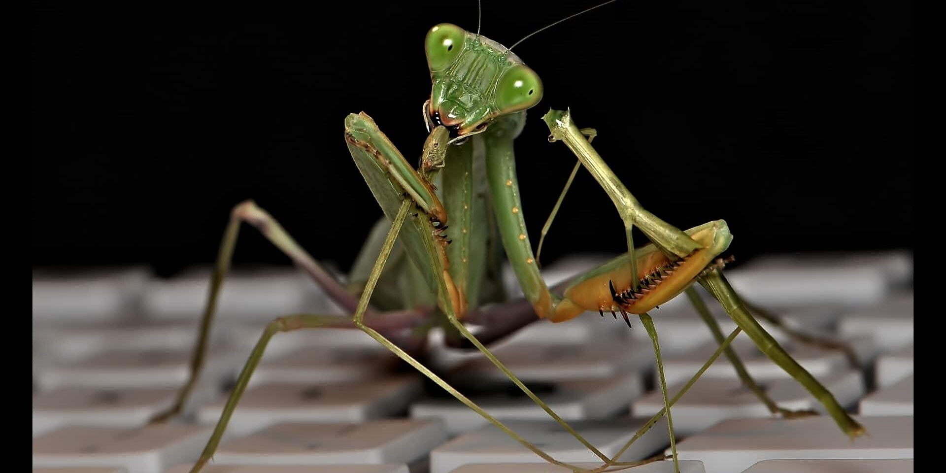 Good Bugs vs Bad Bugs. What’s the Difference?