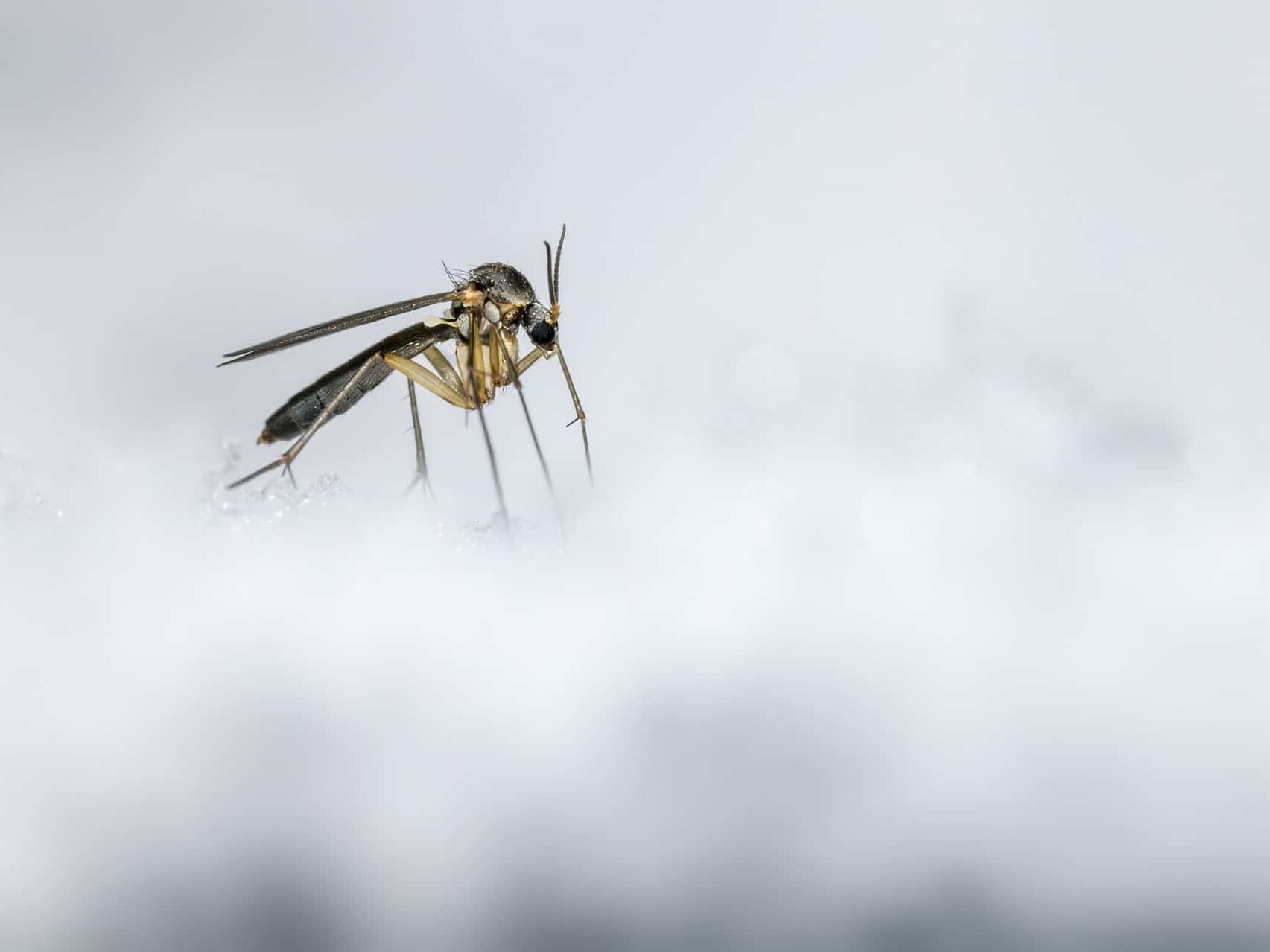 What Happens to Bugs in the Winter? Where Do They Go-2