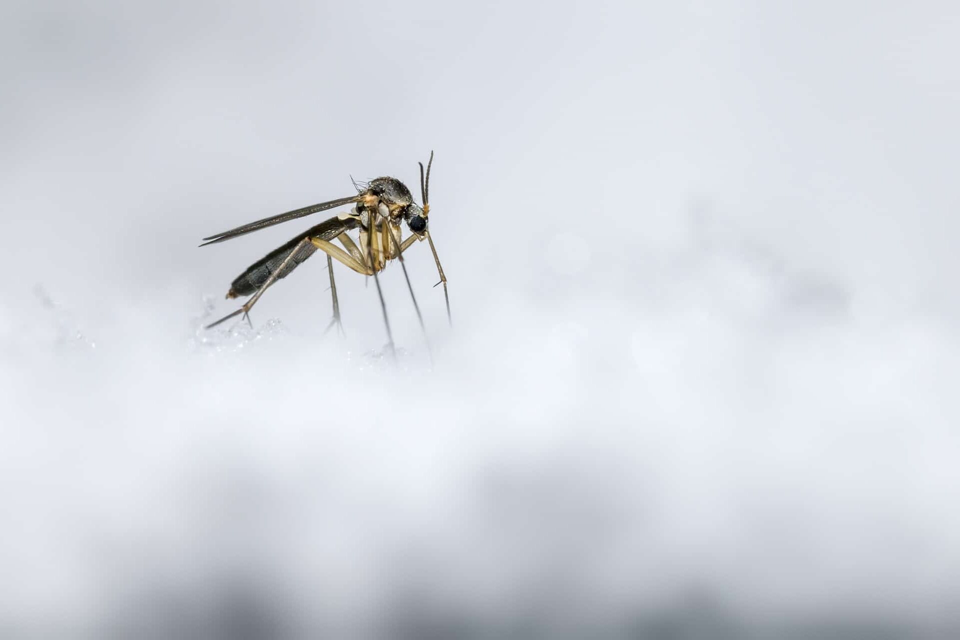 What Happens to Bugs in the Winter? Where Do They Go-2