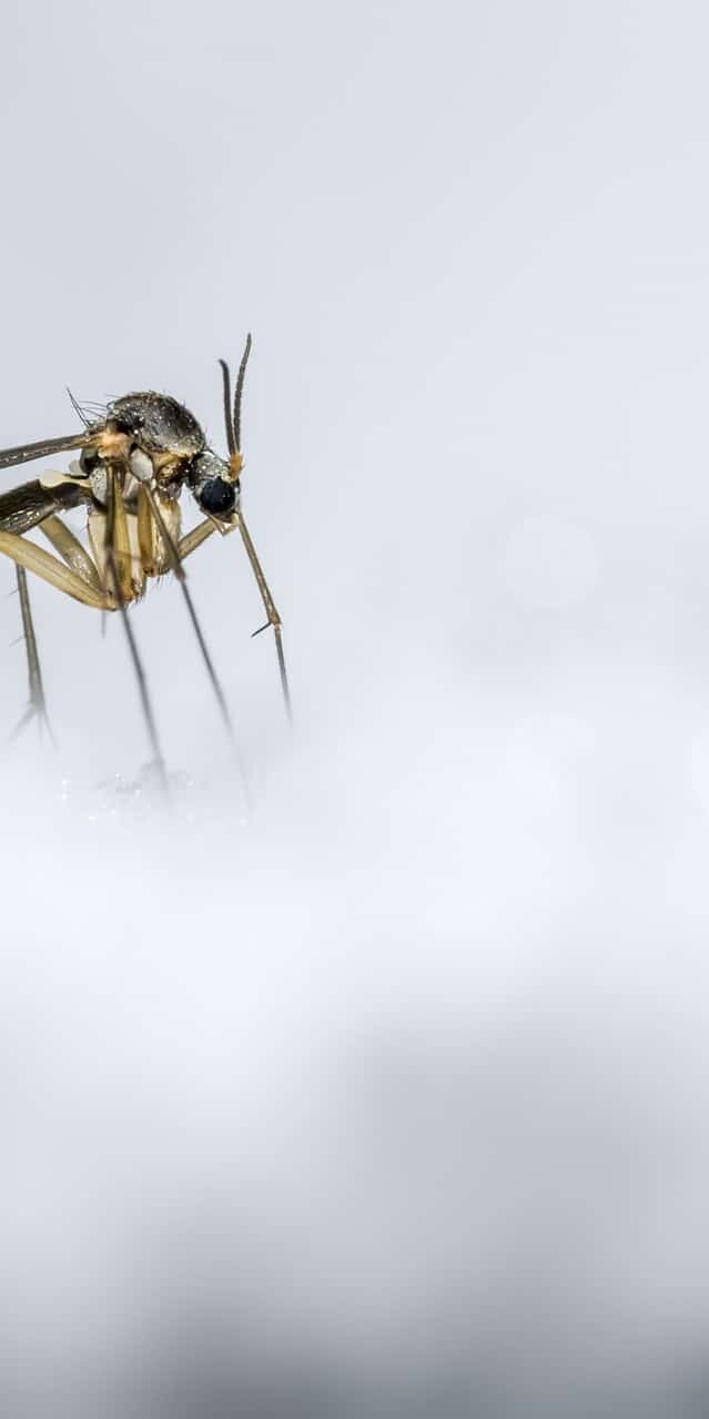 What Happens to Bugs in the Winter? Where Do They Go-2
