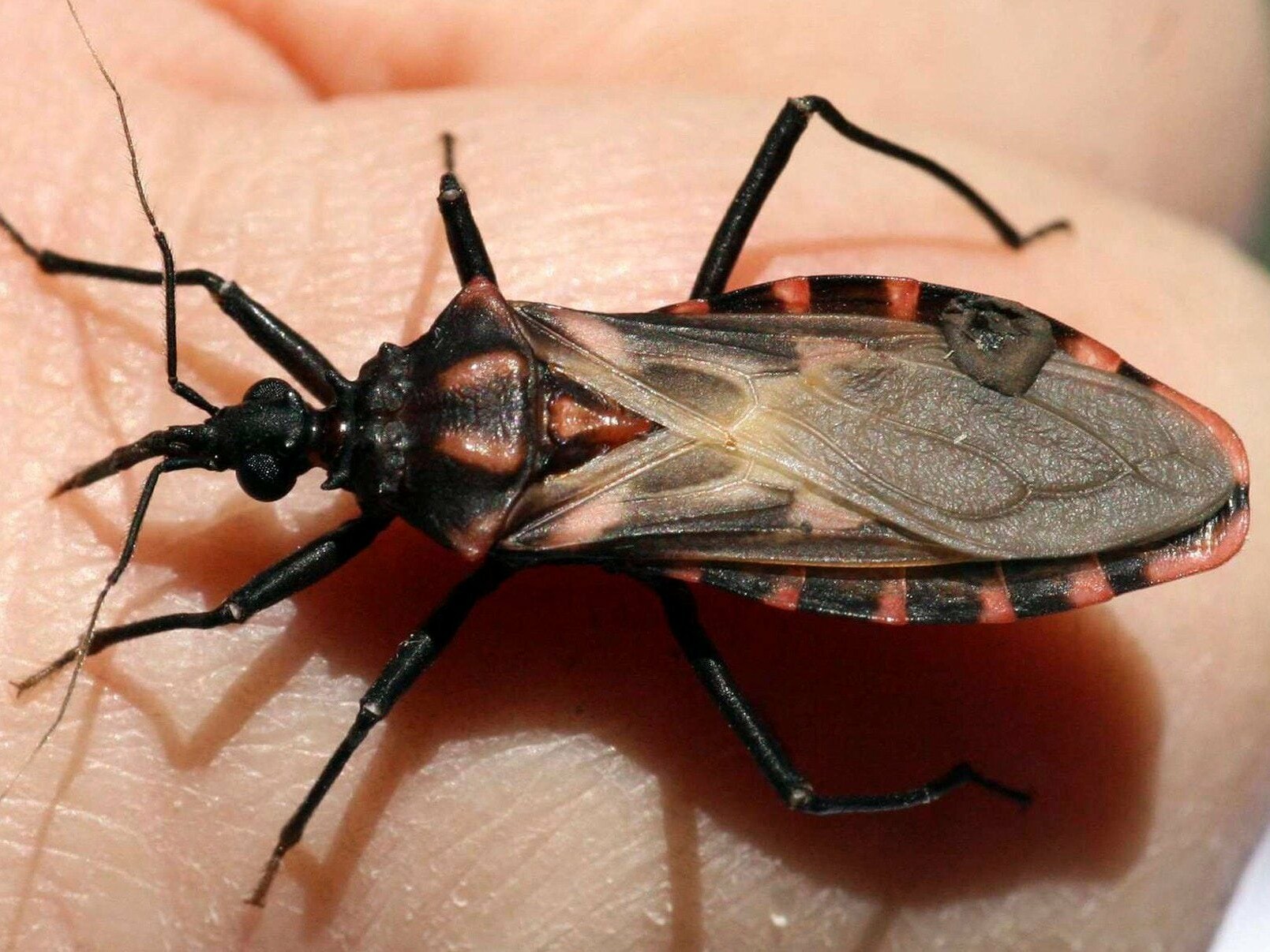 kissing bug also has a cone-shaped head and has six legs