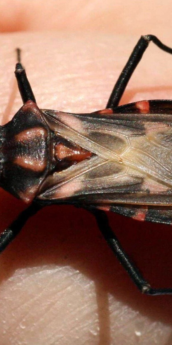 kissing bug also has a cone-shaped head and has six legs