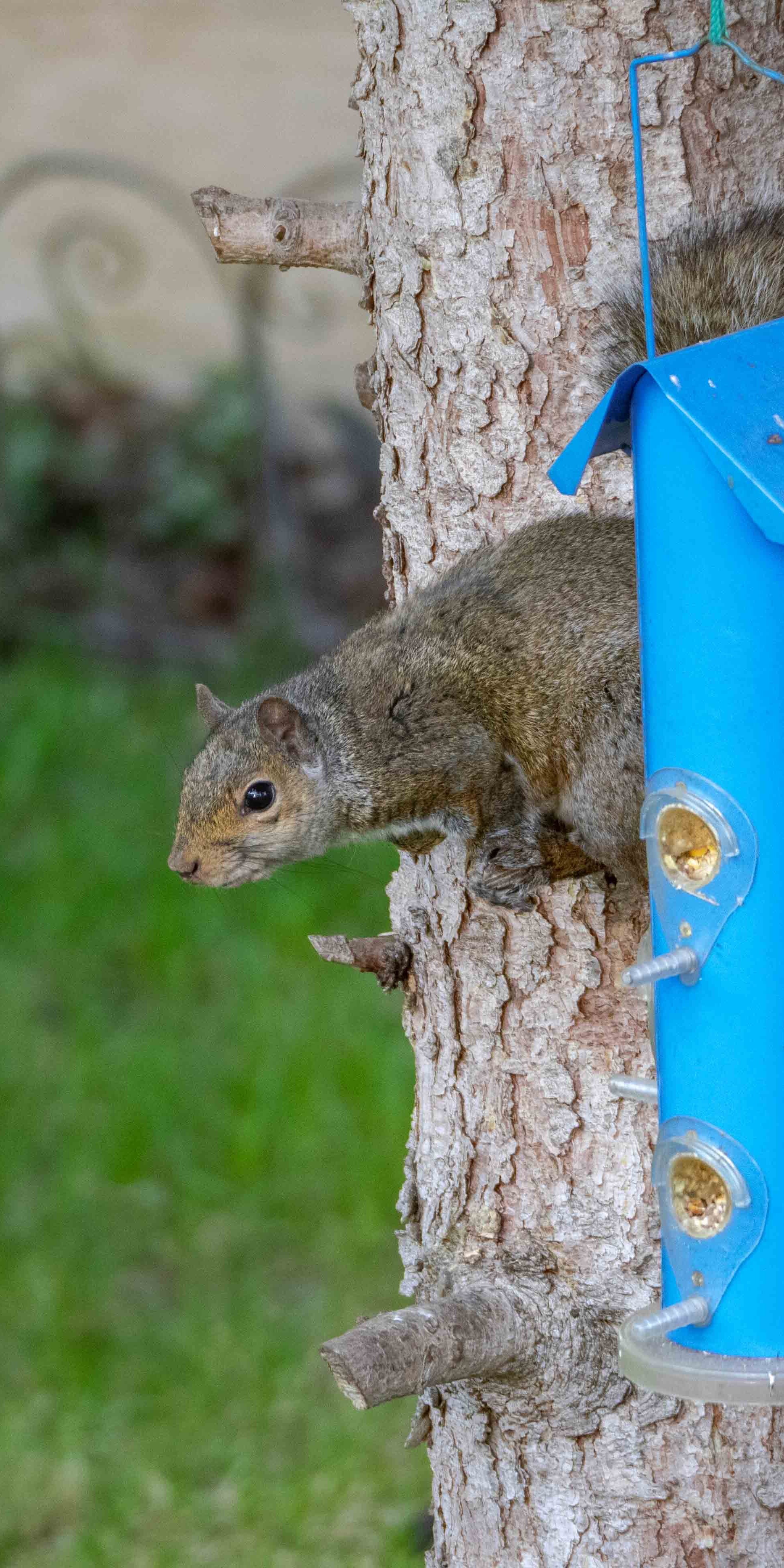They can be quite a nuisance and often find themselves trapped