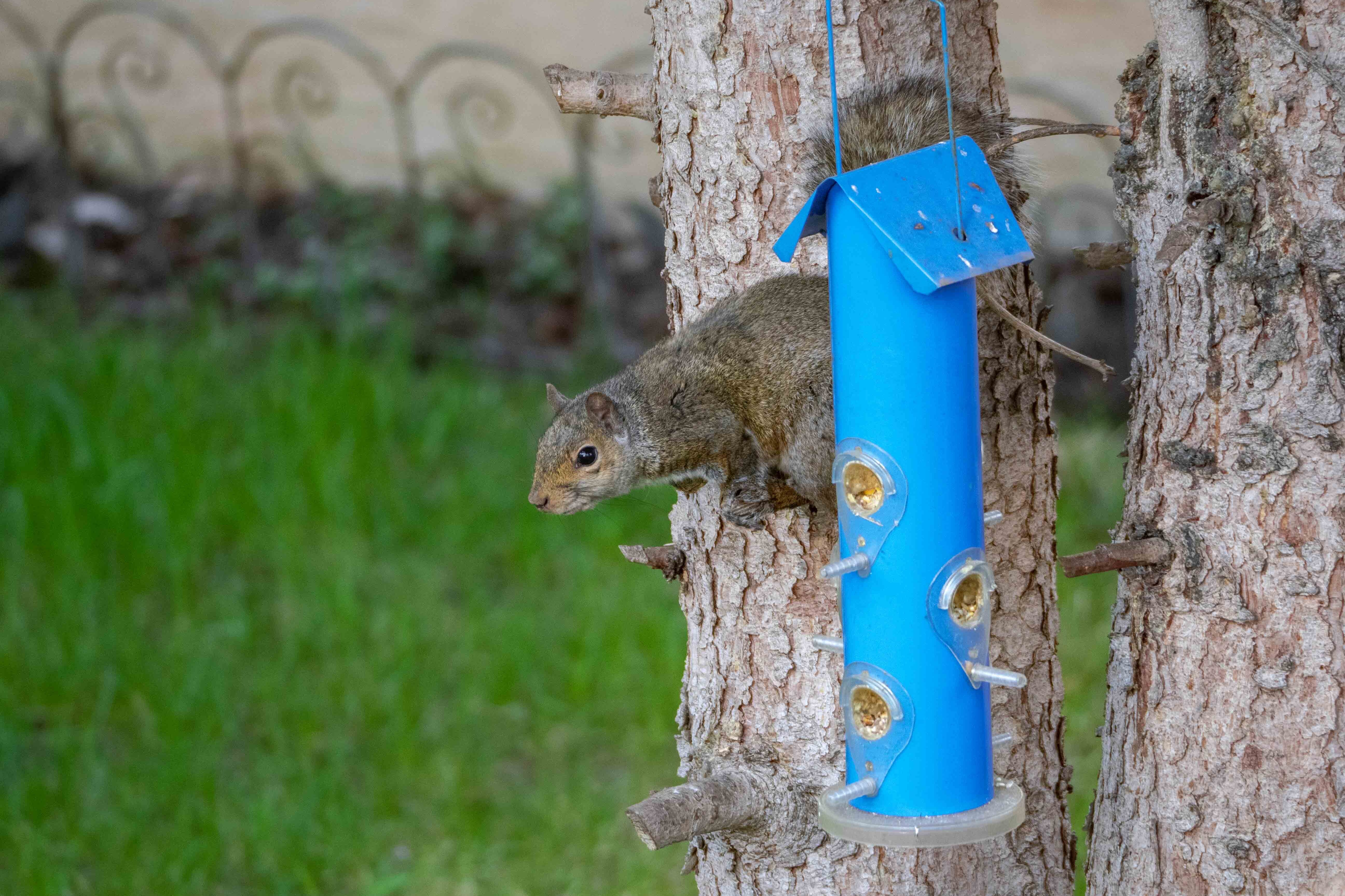 They can be quite a nuisance and often find themselves trapped