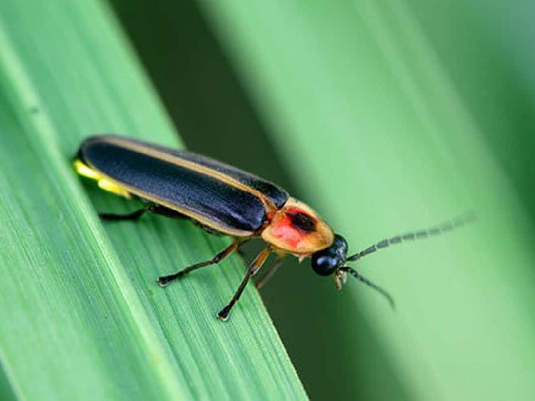 Why Is the Firefly the Pennsylvania State Bug?