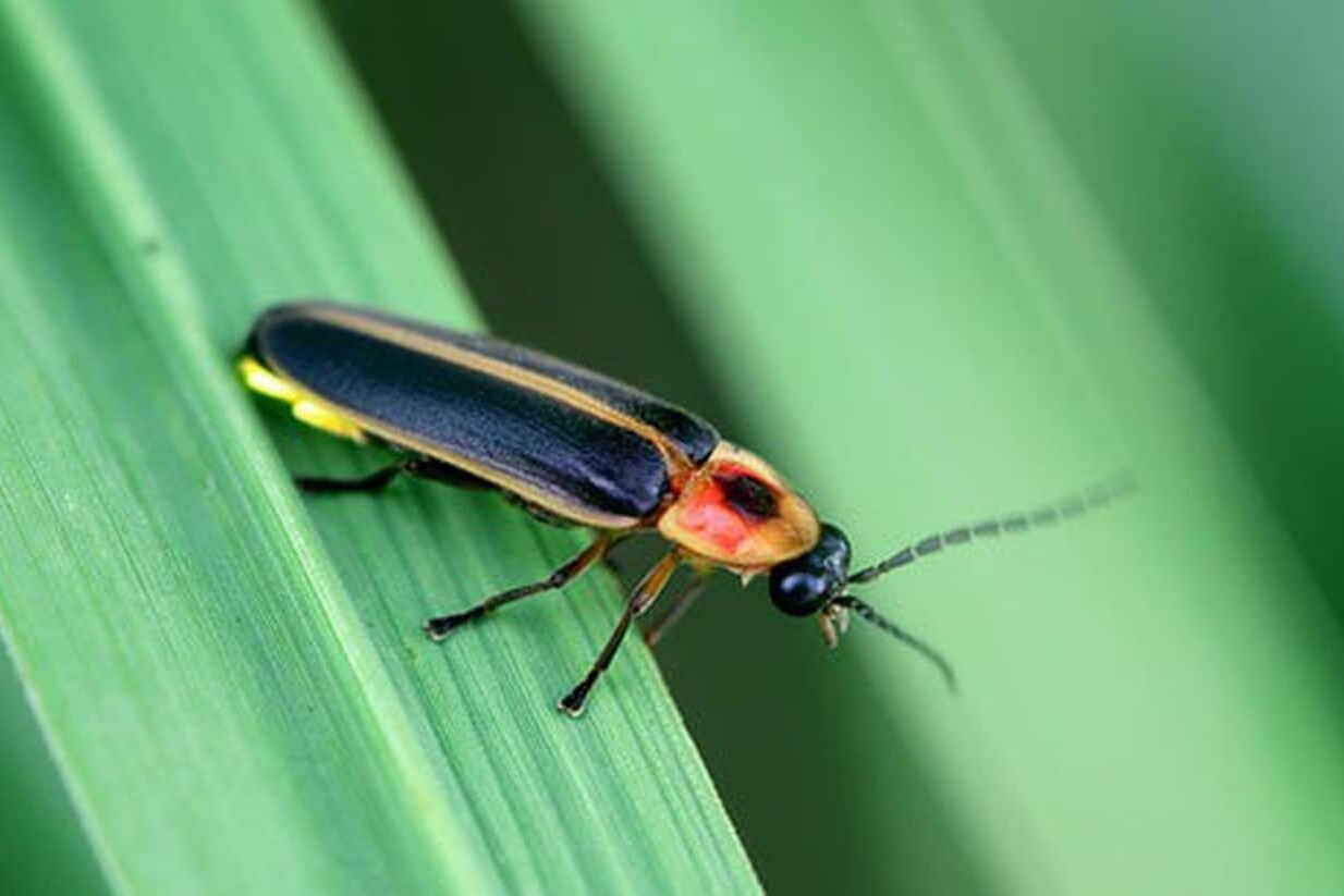 Why Is the Firefly the Pennsylvania State Bug?