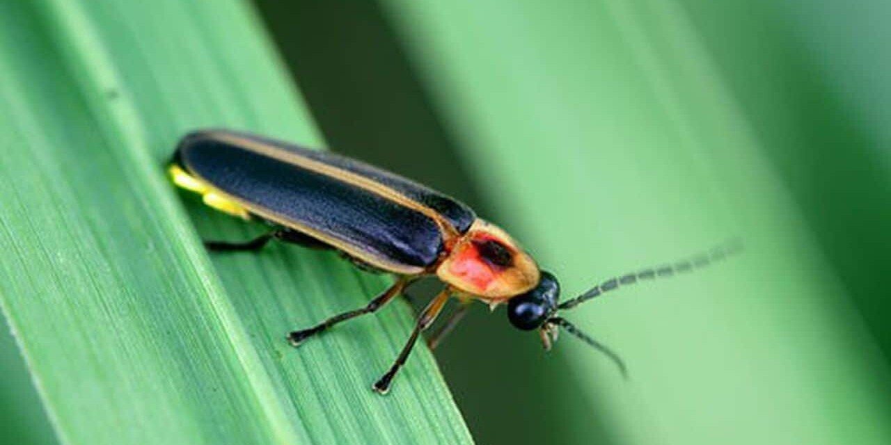 Why Is the Firefly the Pennsylvania State Bug?