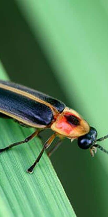 Why Is the Firefly the Pennsylvania State Bug?