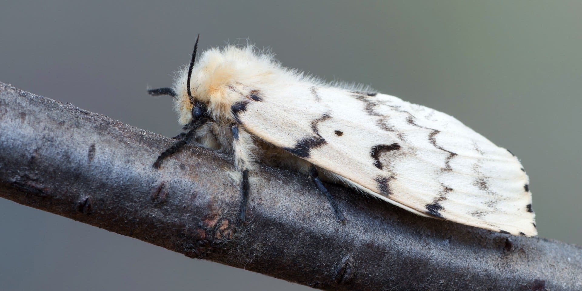 9 Types of Moths in Pennsylvania and New Jersey