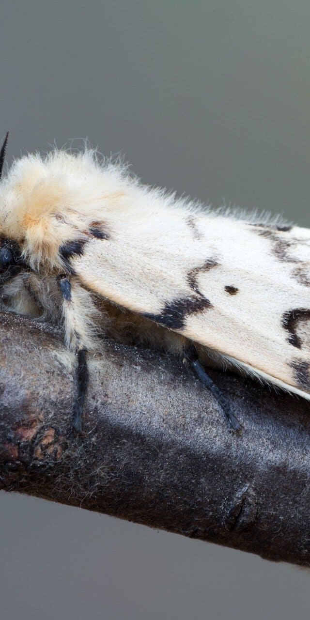 You can often find egg masses on piles of wood, building materials, and refuse piles.