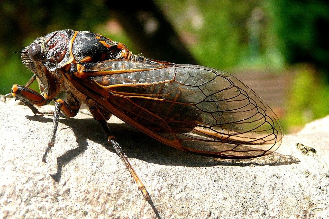 Yes, 2021 marks the return of the cicadas.