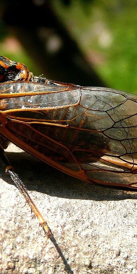 Yes, 2021 marks the return of the cicadas.