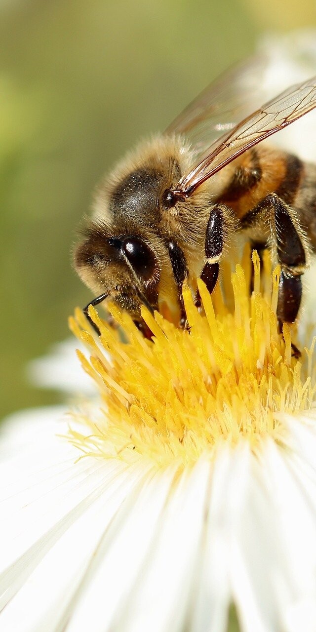 They are responsible for the growth of many of our crops year to year.