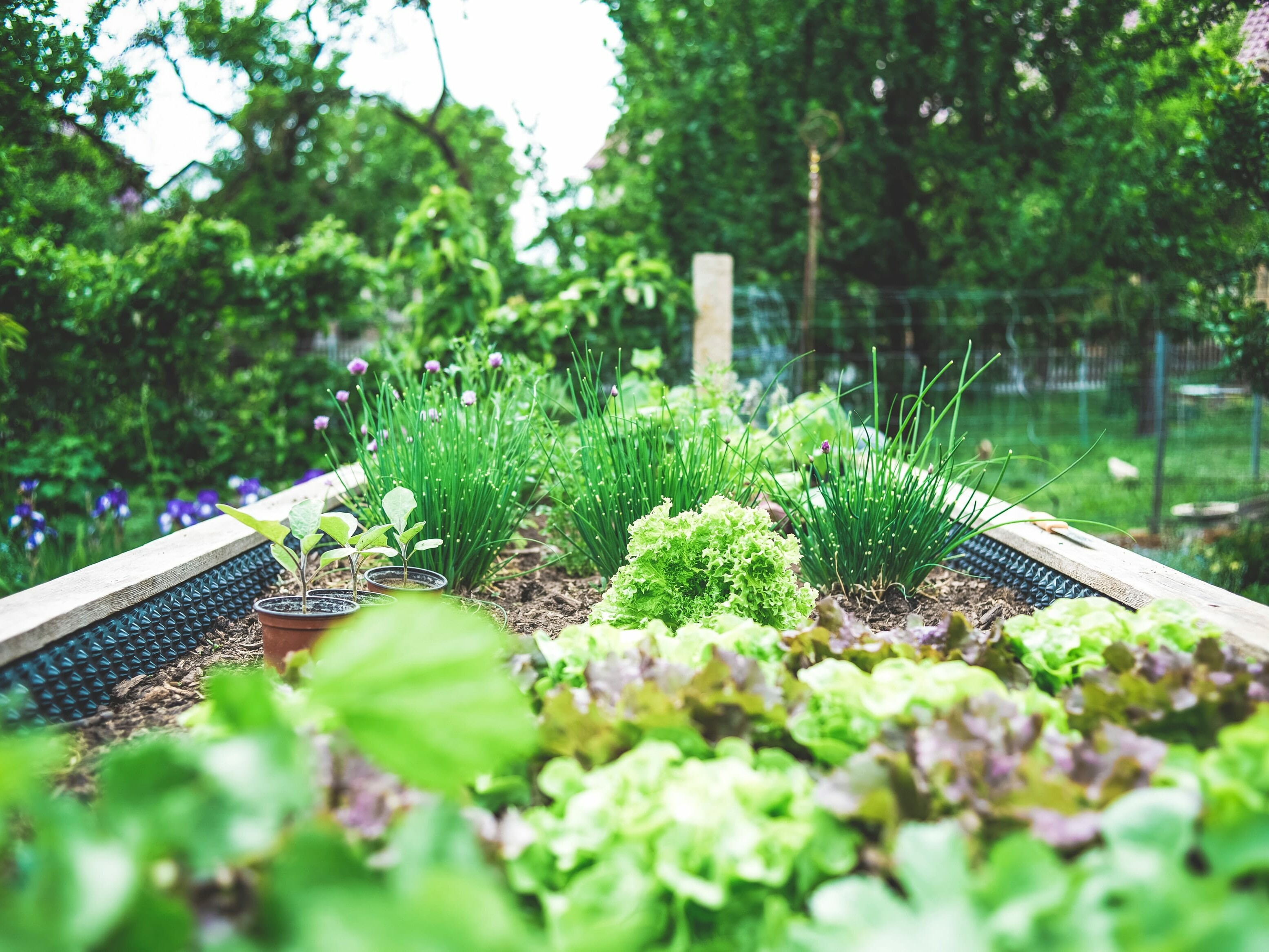 Not all bugs are out to destroy your garden
