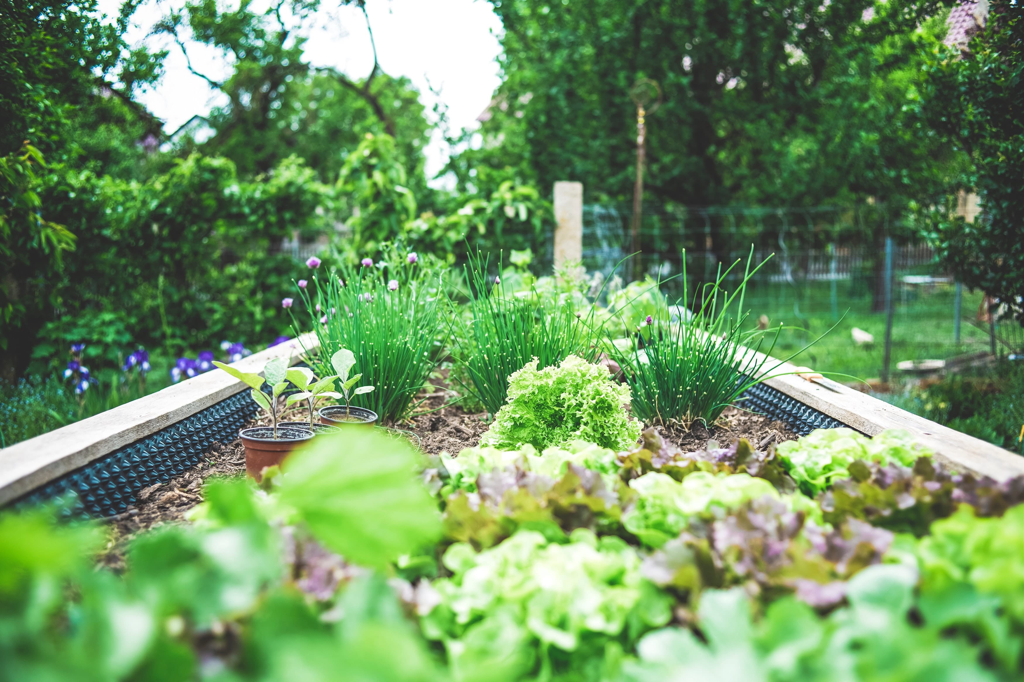 Not all bugs are out to destroy your garden