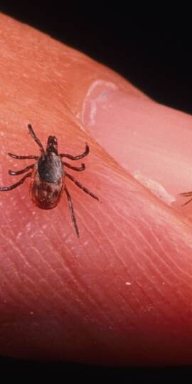 Ticks can be found pretty much anywhere.