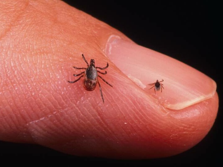 Ticks can be found pretty much anywhere.